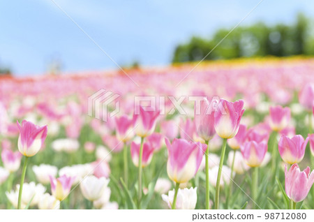 鬱金香和藍天在盛開 鬱金香和藍天在盛開 98712080