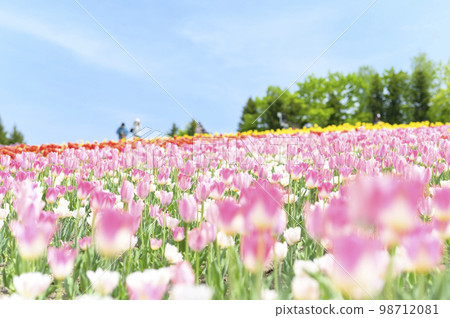 Tulips and blue sky in full bloom Tulips and blue sky in full bloom 98712081