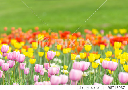 Tulips in full bloom (background material) 98712087