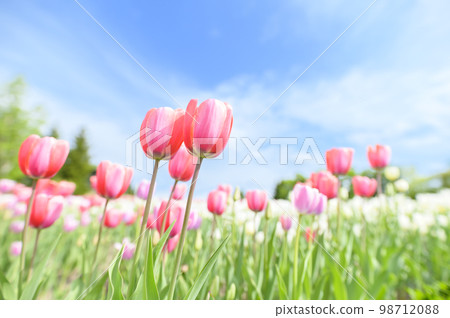 鬱金香和藍天在盛開 98712088