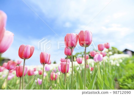 Tulips and blue sky in full bloom Tulips and blue sky in full bloom 98712090