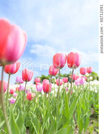 Tulips and blue sky in full bloom 98712091