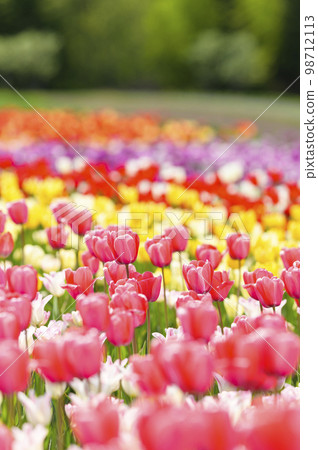 鬱金香盛開 鬱金香盛開 98712113