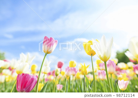 Tulips and blue sky in full bloom 98712114