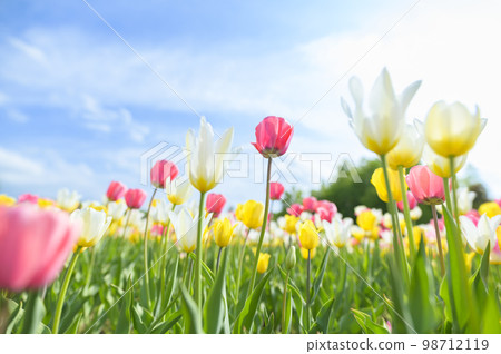 鬱金香和藍天在盛開 98712119