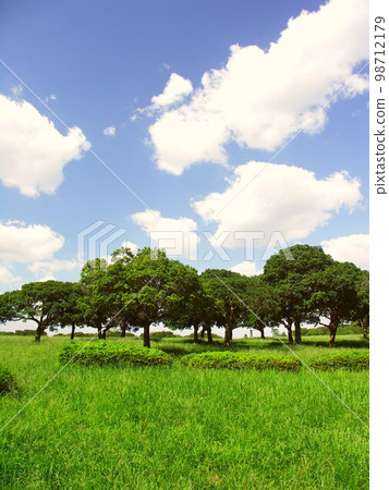 Grassland with crabgrass and goosegrass and bayberry trees in Mizumoto Park in early autumn Grassland with crabgrass and goosegrass and bayberry trees in Mizumoto Park in early autumn 98712179