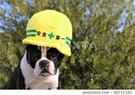 波士頓梗Mighty君戴著一頂安全至上的安全帽黃色帽子，可愛地註視著他♡ 98712185
