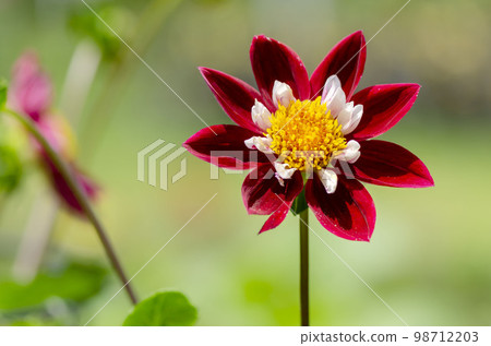 Dahlia Dahlia 98712203