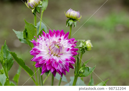 Dahlia Dahlia 98712204