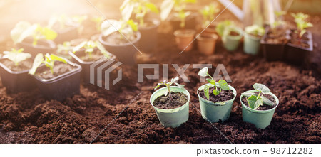 Pots with young sprouts of vegetables in greenhouse on the black soil. Pots with young sprouts of vegetables in greenhouse on the black soil. 98712282
