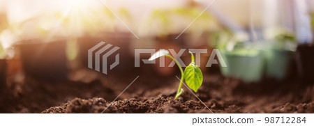 Panoramic view of the young sprout in black soil in greenhouse. Panoramic view of the young sprout in black soil in greenhouse. 98712284