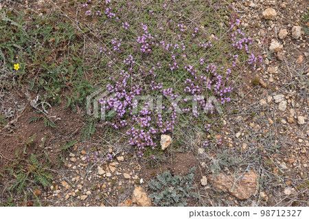 Baikal aromatic medicinal thyme on Olkhon Island Baikal aromatic medicinal thyme on Olkhon Island 98712327