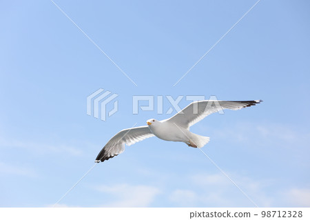 Baikal big gull flies over the lake Baikal big gull flies over the lake 98712328