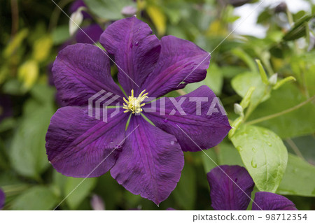 Close up of purple clematis "Hayate" Close up of purple clematis "Hayate" 98712354