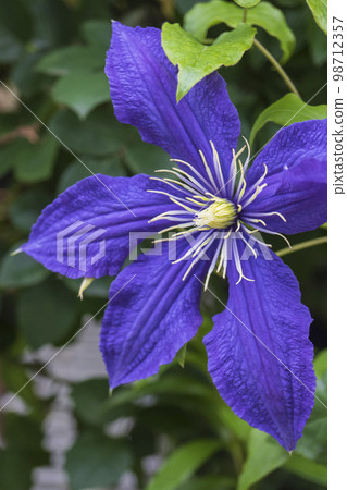 藍色鐵線蓮“Something Blue”的特寫鏡頭 98712357