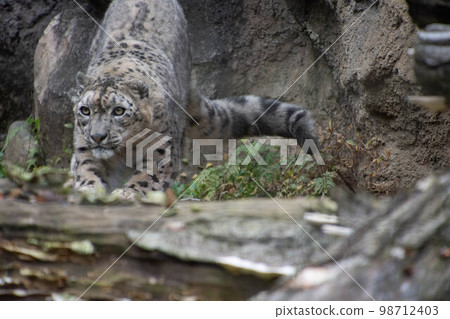 雪豹 雪豹 98712403