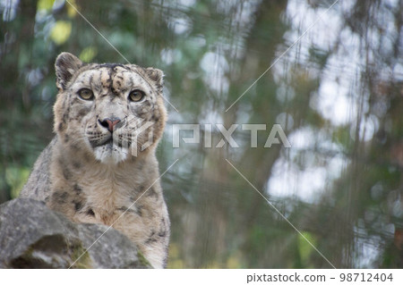 雪豹 98712404