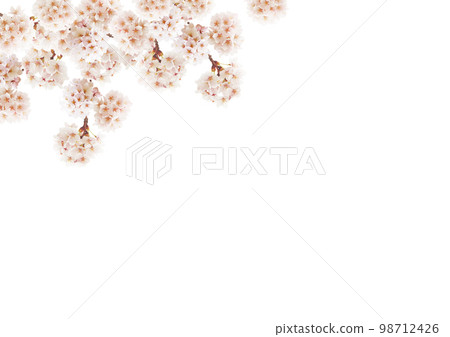 Cherry Blossom Cherry Blossom 98712426