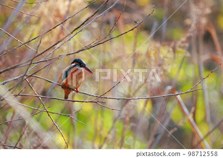 A kingfisher aiming at fish 98712558