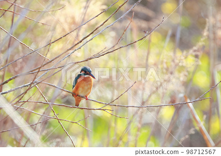 瞄準魚的翠鳥 98712567