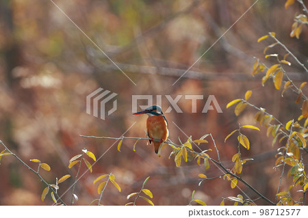 A kingfisher aiming at fish A kingfisher aiming at fish 98712577