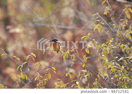 瞄準魚的翠鳥 98712581