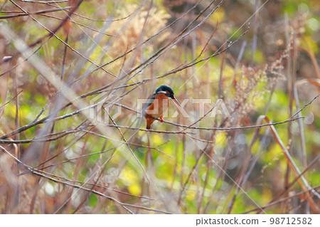 瞄準魚的翠鳥 瞄準魚的翠鳥 98712582