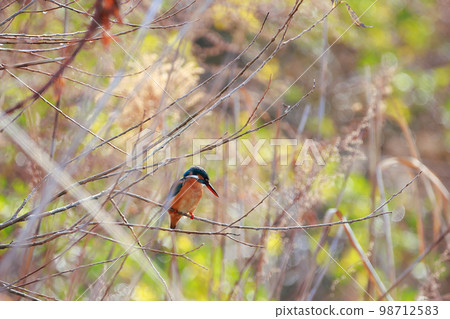 A kingfisher aiming at fish A kingfisher aiming at fish 98712583