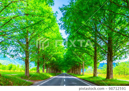 牧野高原水杉綠樹成蔭的新綠 98712591
