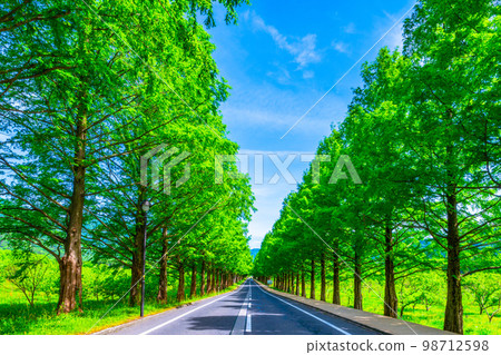 Makino Highland Metasequoia tree-lined fresh green Makino Highland Metasequoia tree-lined fresh green 98712598