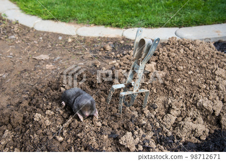 European mole caught by a trap while crawling out of the tunnel European mole caught by a trap while crawling out of the tunnel 98712671