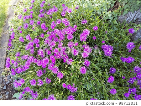 A clump of purple pines 98712811