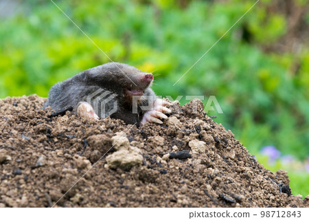 European mole crawling out of molehill above ground, showing strong front feet used for digging underground tunnels 98712843