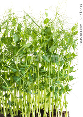 pea shoots with tendrils grown as micro greens ready to be harvested, isolated on white 98712845