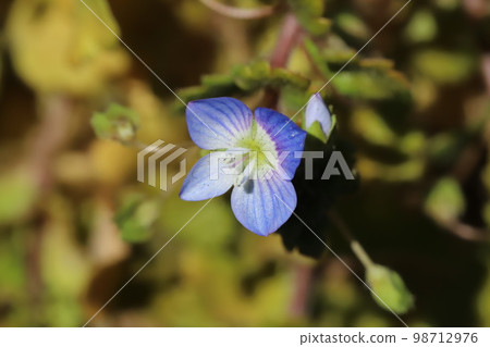 Blue dogfly flowers blooming in a Japanese winter garden 98712976