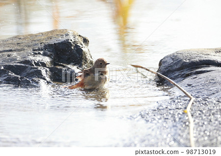 Daurian redstart bathing Playing in the water Daurian redstart bathing Playing in the water 98713019