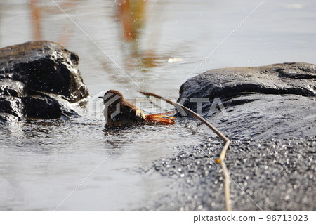 Daurian redstart bathing 戲水 Daurian redstart bathing 戲水 98713023
