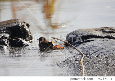Daurian redstart bathing 戲水 98713024
