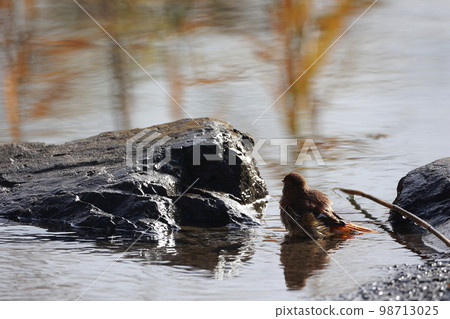 Daurian redstart bathing 戲水 98713025