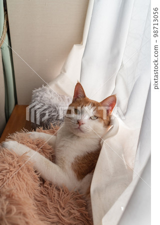 Cute cat brown tiger white 98713056