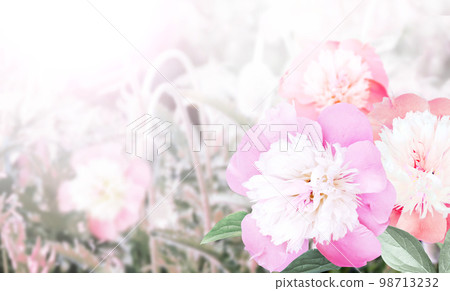 Branch of peony (Paeonia) on sunny beautiful nature spring background. Summer scene with twig of Paeoniaceae with flowers of pink color 98713232