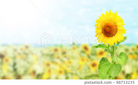 Sunflower on blurred sunny nature background. Horizontal agriculture summer banner with sunflowers field Sunflower on blurred sunny nature background. Horizontal agriculture summer banner with sunflowers field 98713235