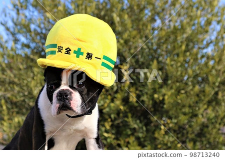 波士頓梗Mighty君戴著一頂安全至上的安全帽黃色帽子,可愛地註視著他♡ 波士頓梗Mighty君戴著一頂安全至上的安全帽黃色帽子,可愛地註視著他♡ 98713240