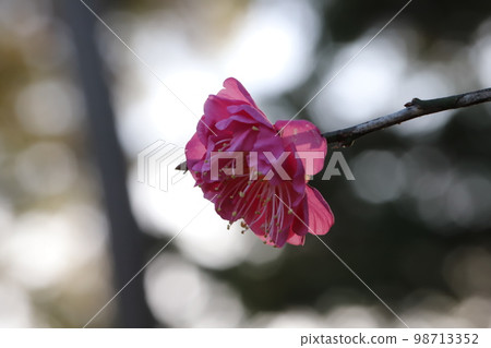 日本冬季花園中盛開的粉紅色日本杏花 98713352