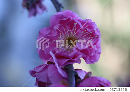 日本冬季花園中盛開的粉紅色日本杏花 98713356