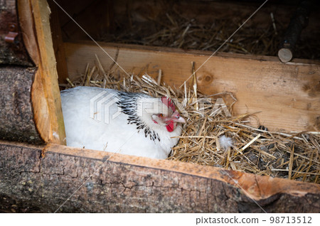 Close up of Chicken hens in the farm Close up of Chicken hens in the farm 98713512