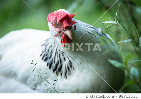 Beautiful hen in a green background 98713513