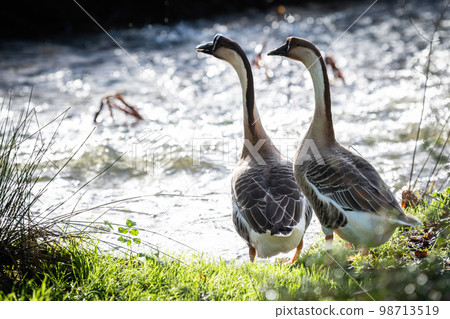 Two geese near a river in the middle of nature Two geese near a river in the middle of nature 98713519