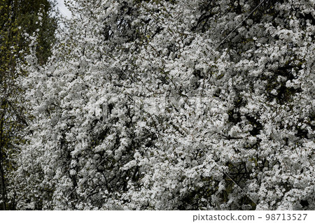 flowers during spring season in the park flowers during spring season in the park 98713527