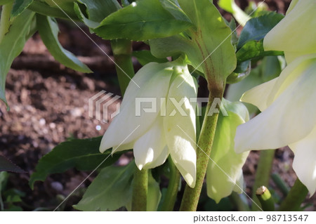 在日本冬季花園裡綻放的聖誕玫瑰的白花 98713547